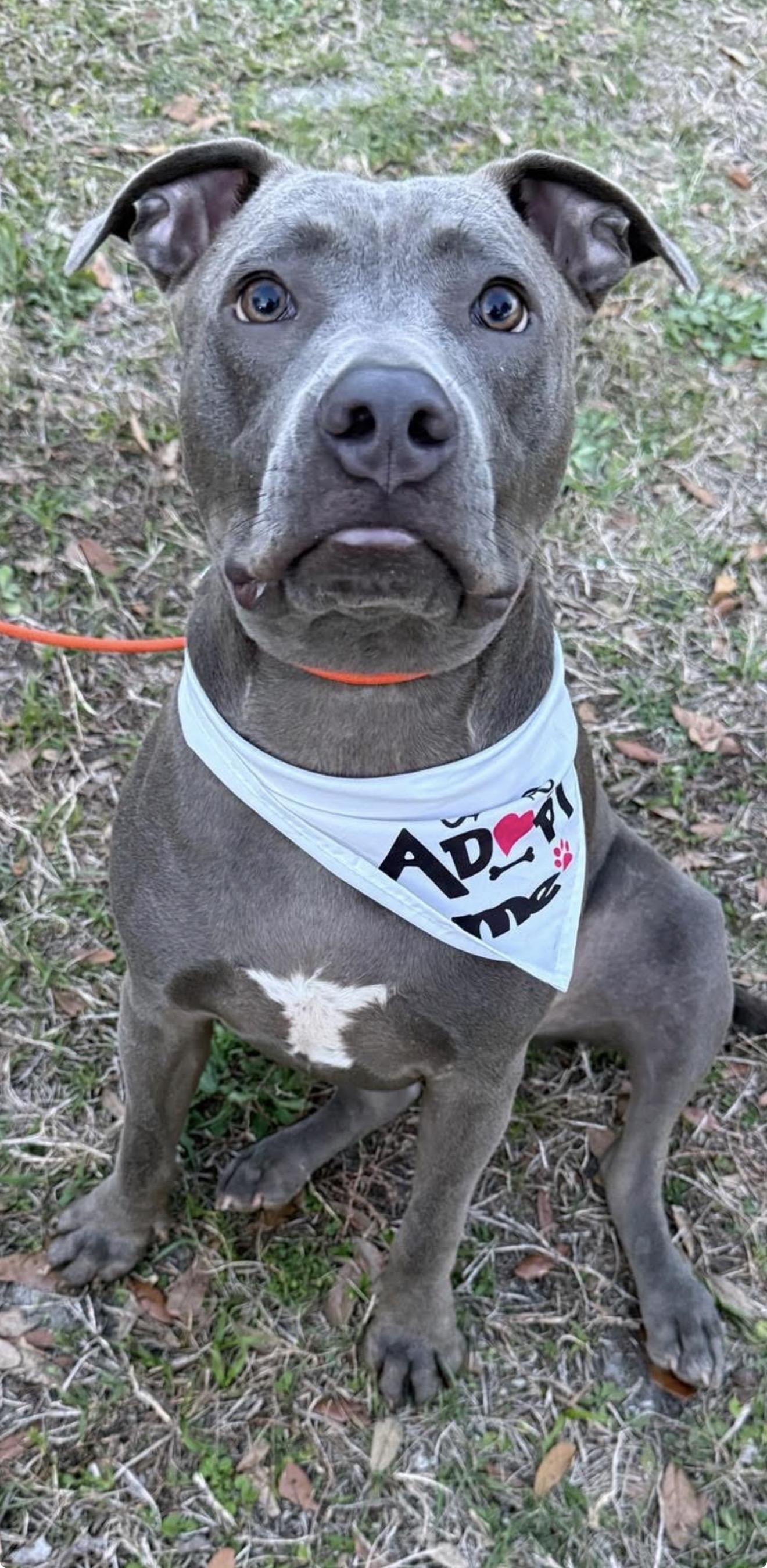 Enlarge Titan, an adopted Pit Bull Terrier in Palm Bay, FL image 1/6