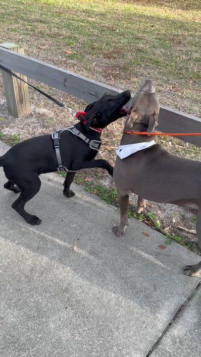 Enlarge Titan, an adopted Pit Bull Terrier in Palm Bay, FL video 5/6