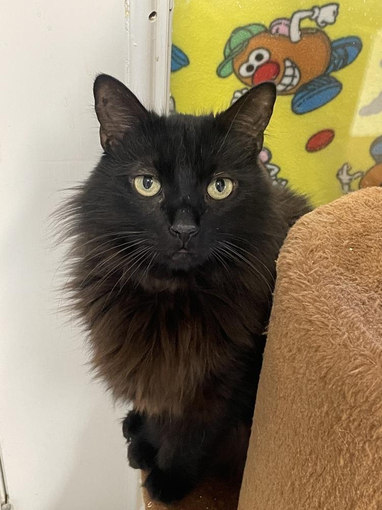 Enlarge Bubba Gump, a Adoptable Domestic Medium Hair in Fort Walton Beach, FL image 1/2