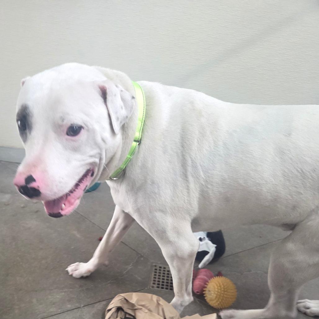 Spencer, Adoptable, Young Male Mixed Breed.