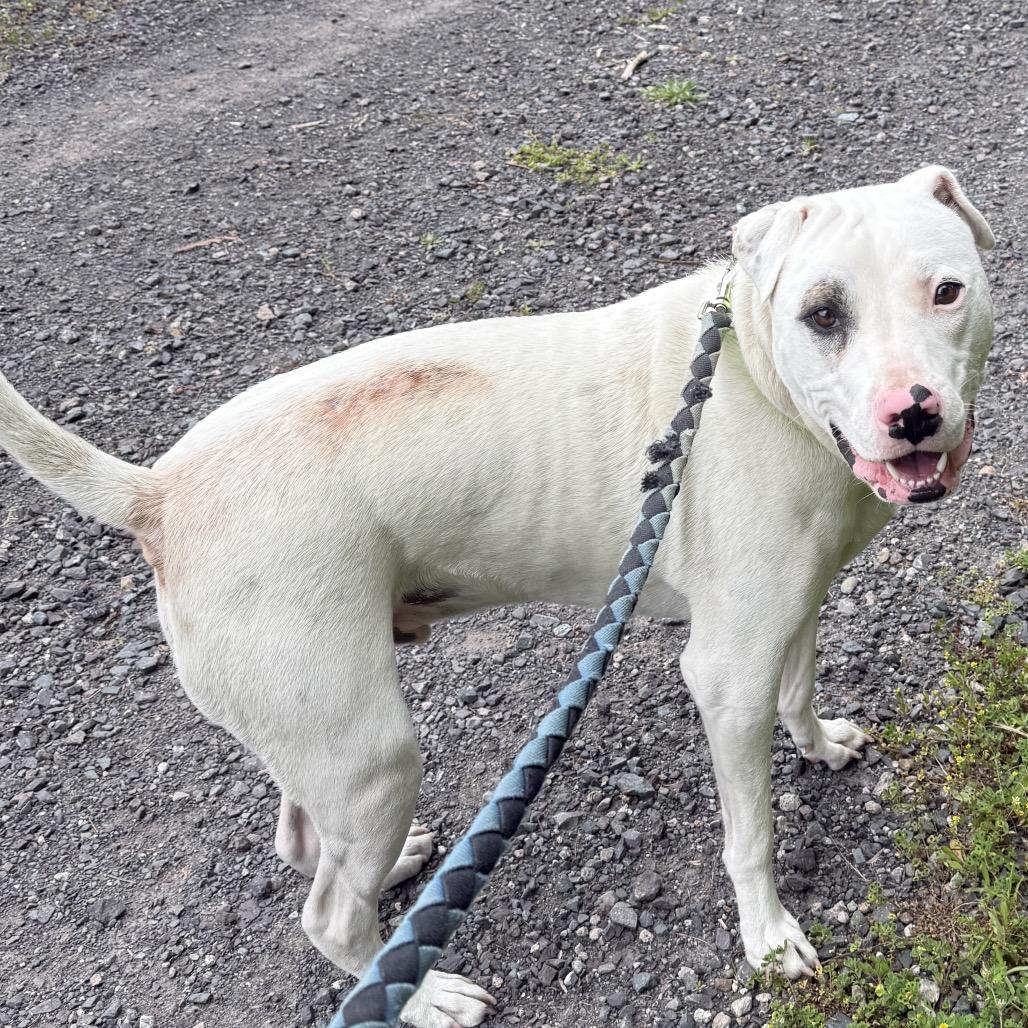 Enlarge Spencer, a Adoptable Mixed Breed in Fort Bragg, CA image 4/6