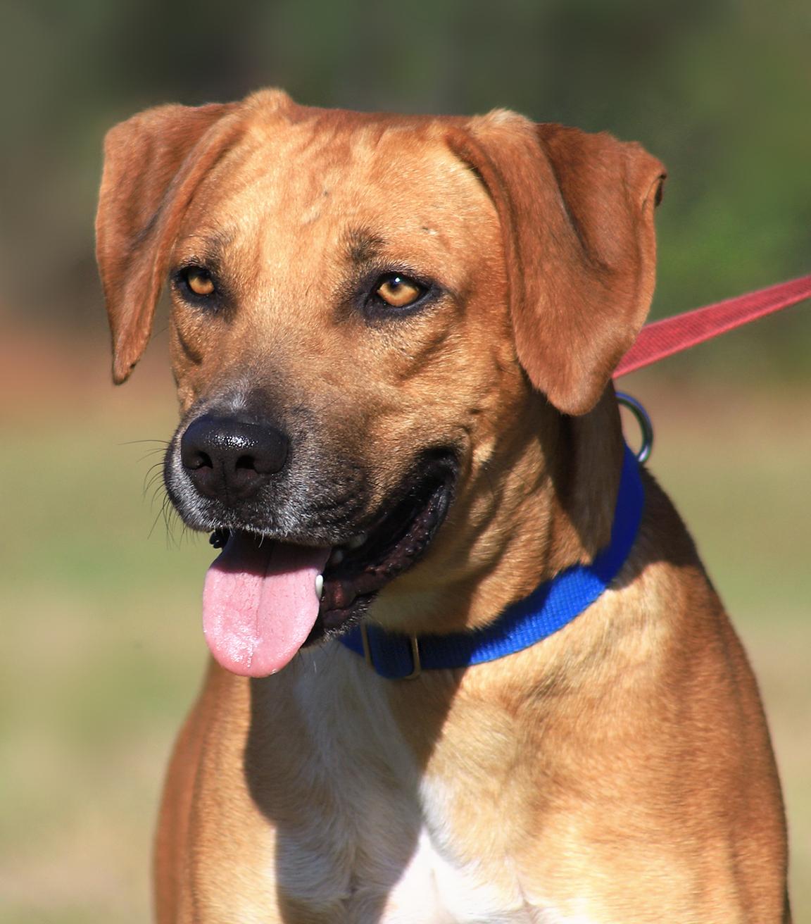 Enlarge Valentino, an adopted mixed breed in North Fort Myers, FL image 1/5