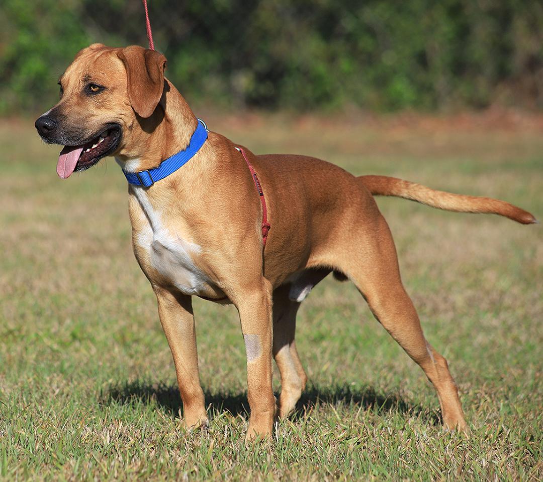 Enlarge Valentino, an adopted mixed breed in North Fort Myers, FL image 3/5