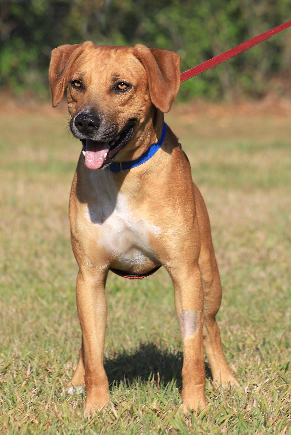 Enlarge Valentino, an adopted mixed breed in North Fort Myers, FL image 5/5