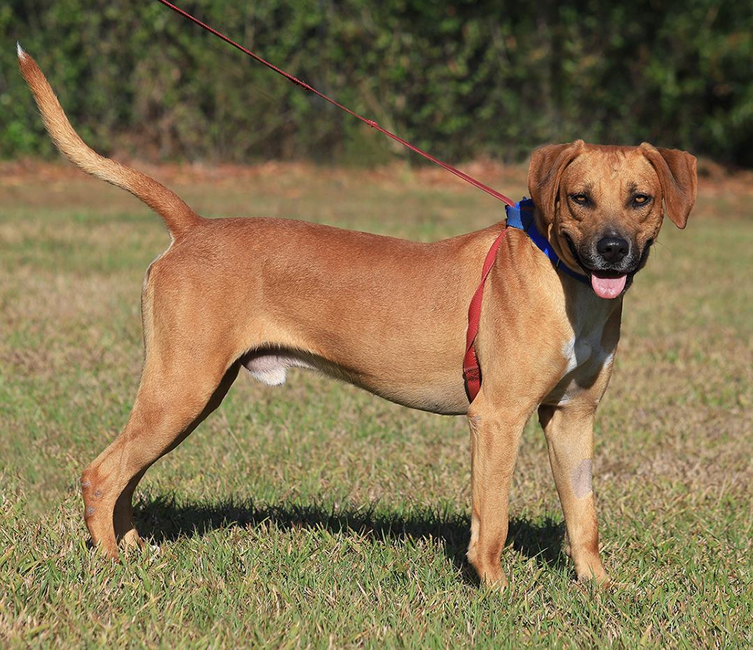 Enlarge Valentino, an adopted mixed breed in North Fort Myers, FL image 2/5