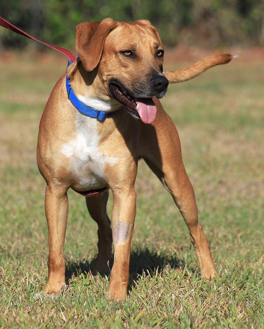 Enlarge Valentino, an adopted mixed breed in North Fort Myers, FL image 4/5