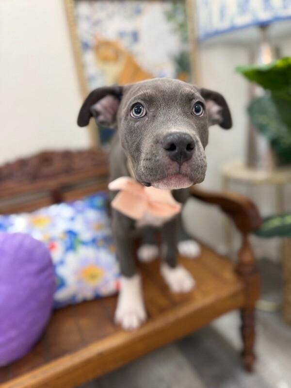 Thelma Bumblebee Belly-Rub Princess