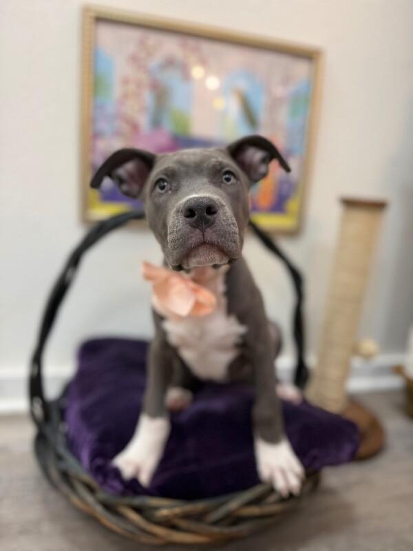 Thelma Bumblebee Belly-Rub Princess — thumbnail 3