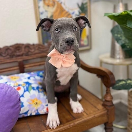 Thelma Bumblebee Belly-Rub Princess — thumbnail 5