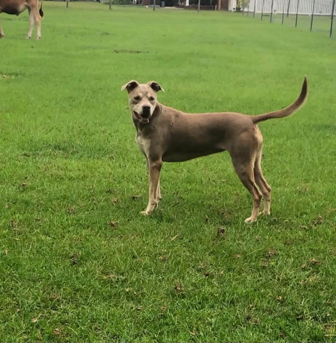 Lena, ADOPTABLE, Young Female Catahoula Leopard Dog & Pit Bull Terrier.