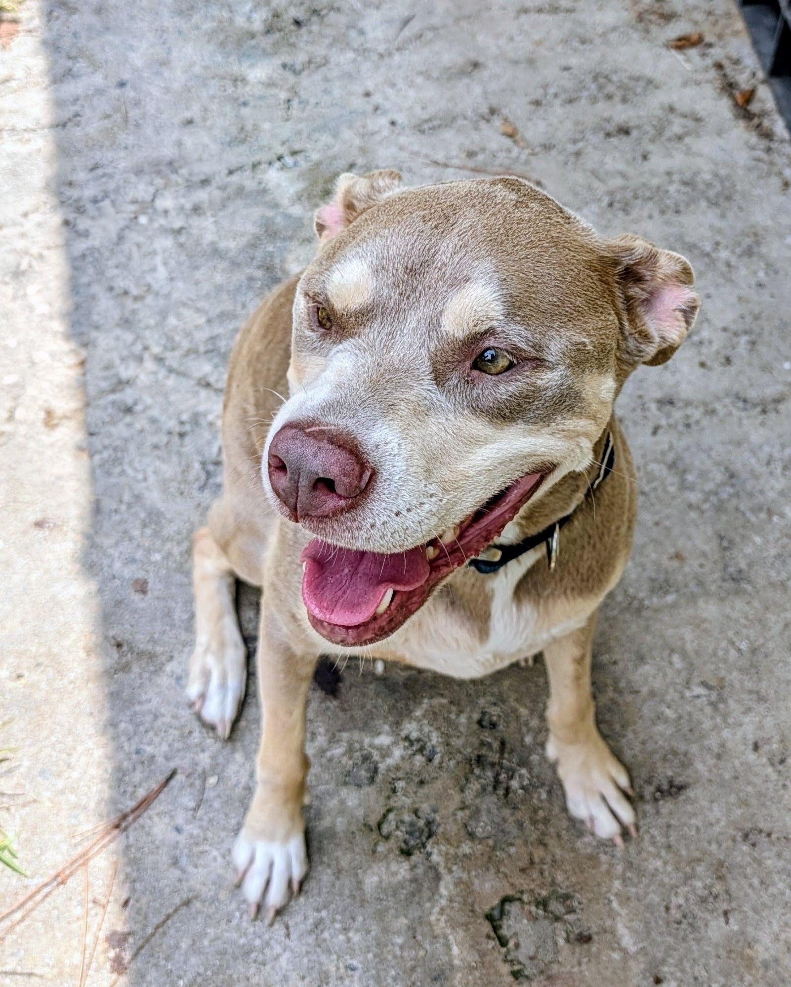 Lena, ADOPTABLE, Adult Female Catahoula Leopard Dog & Pit Bull Terrier.