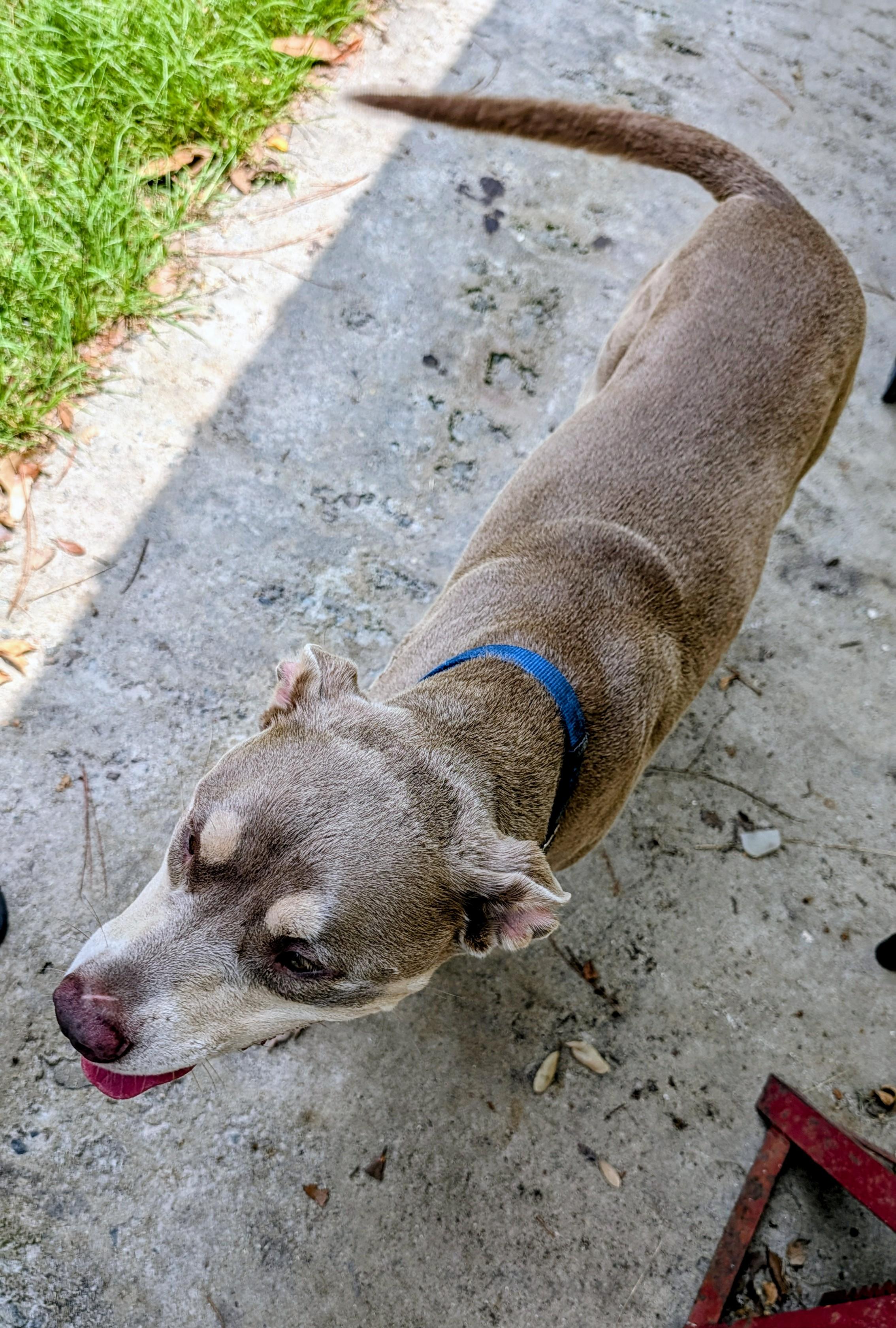 Enlarge Lena, a ADOPTABLE mixed breed in Jesup, GA image 3/3