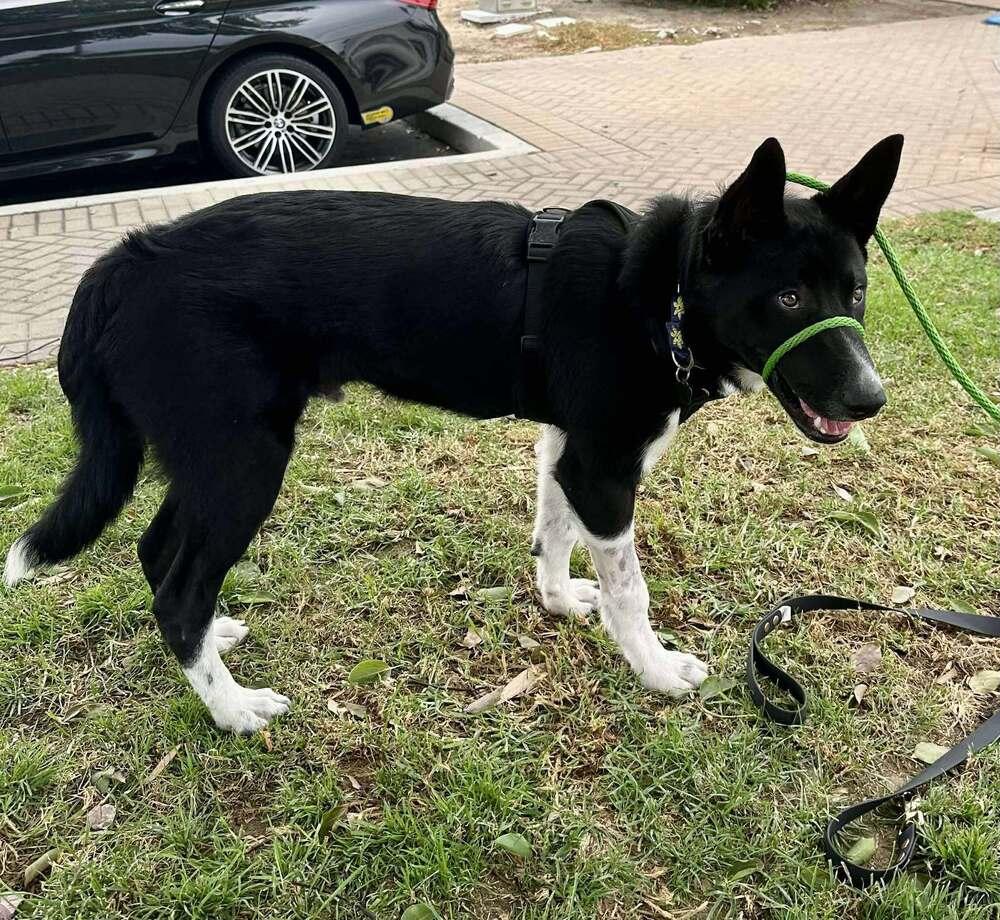 Levi BC, Adoptable, Young Male Border Collie.