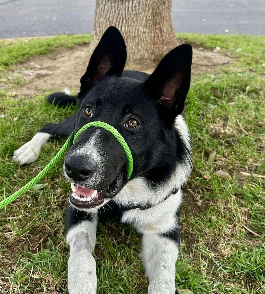 Enlarge Levi BC, a Adoptable mixed breed in Mission Viejo, CA image 2/4