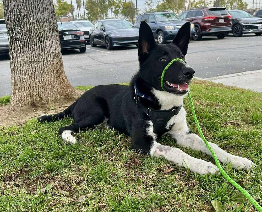 Enlarge Levi BC, a Adoptable mixed breed in Mission Viejo, CA image 3/4