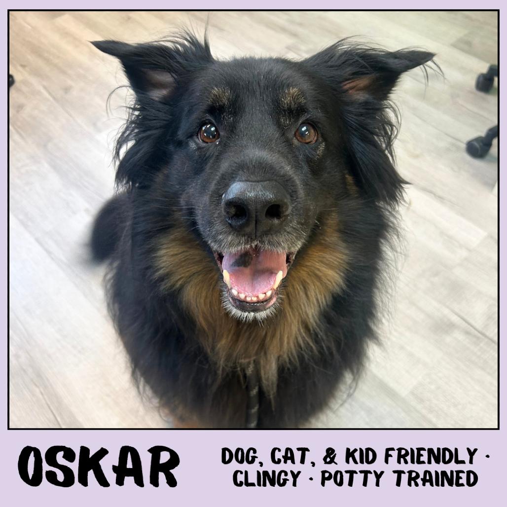Enlarge Oskar, a Adoptable Shepherd in Emporia, KS image 1/5