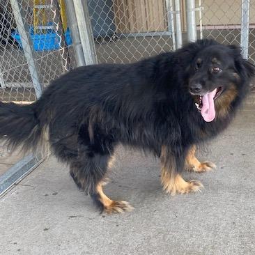 Enlarge Oskar, a Adoptable Shepherd in Emporia, KS image 2/5