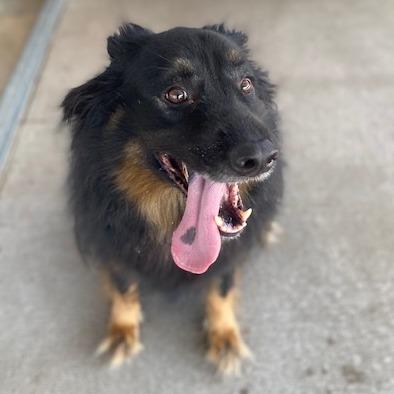 Enlarge Oskar, a Adoptable Shepherd in Emporia, KS image 3/5
