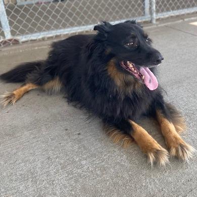 Enlarge Oskar, a Adoptable Shepherd in Emporia, KS image 4/5