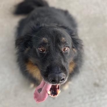 Enlarge Oskar, a Adoptable Shepherd in Emporia, KS image 5/5