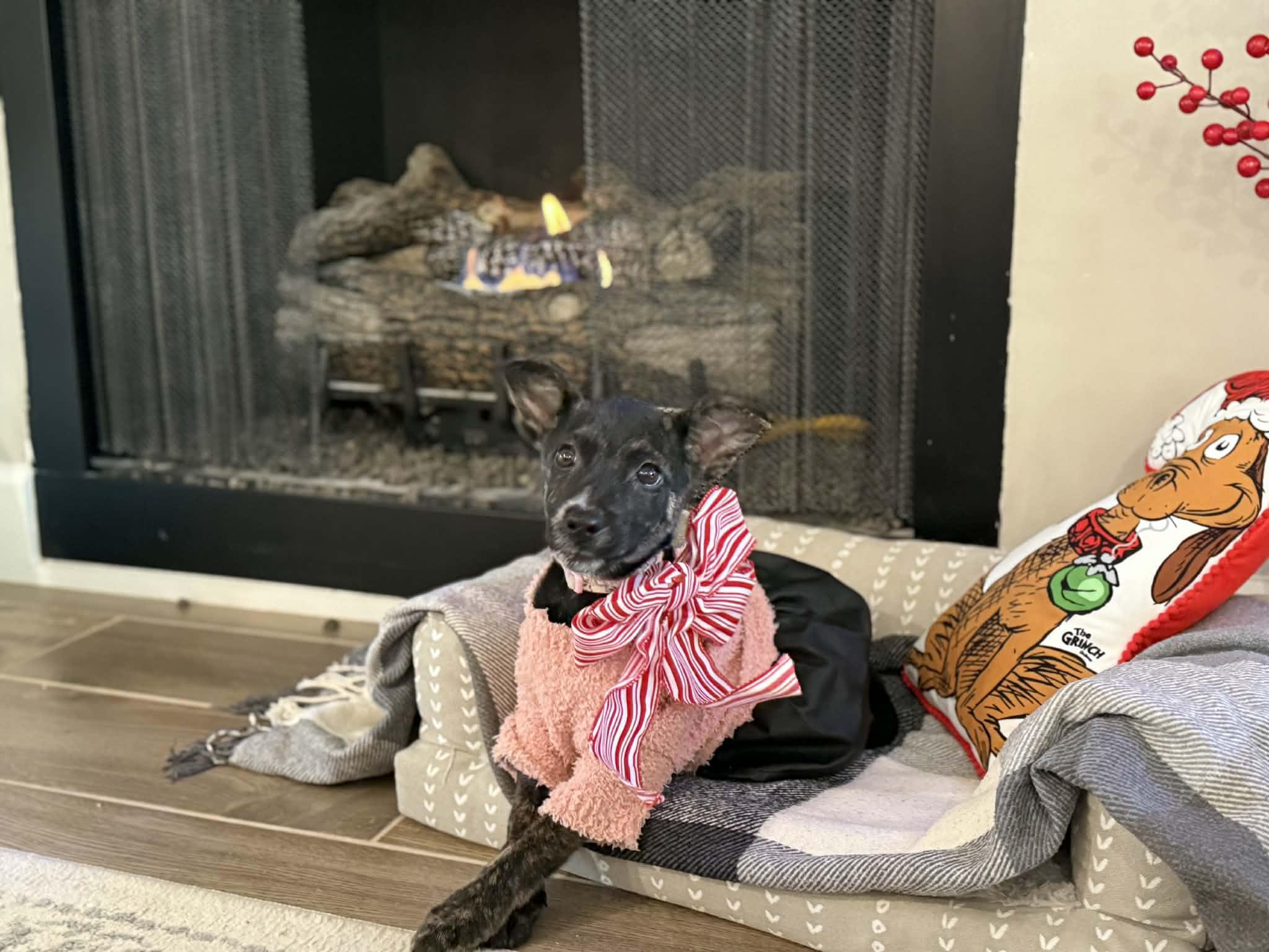 Enlarge Pepper, a Adoptable mixed breed in Piedmont, OK image 1/6