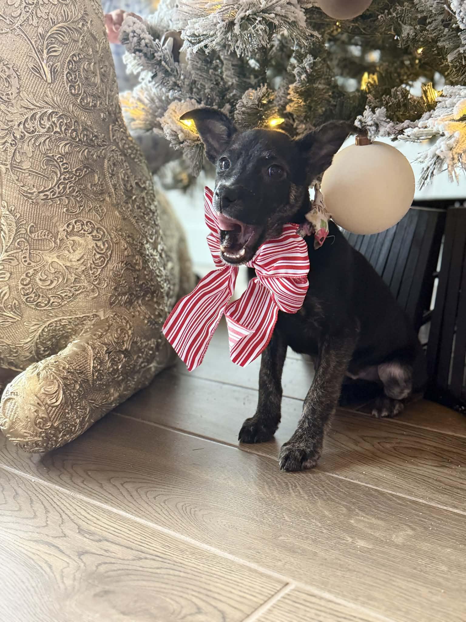 Enlarge Pepper, a Adoptable mixed breed in Piedmont, OK image 2/6