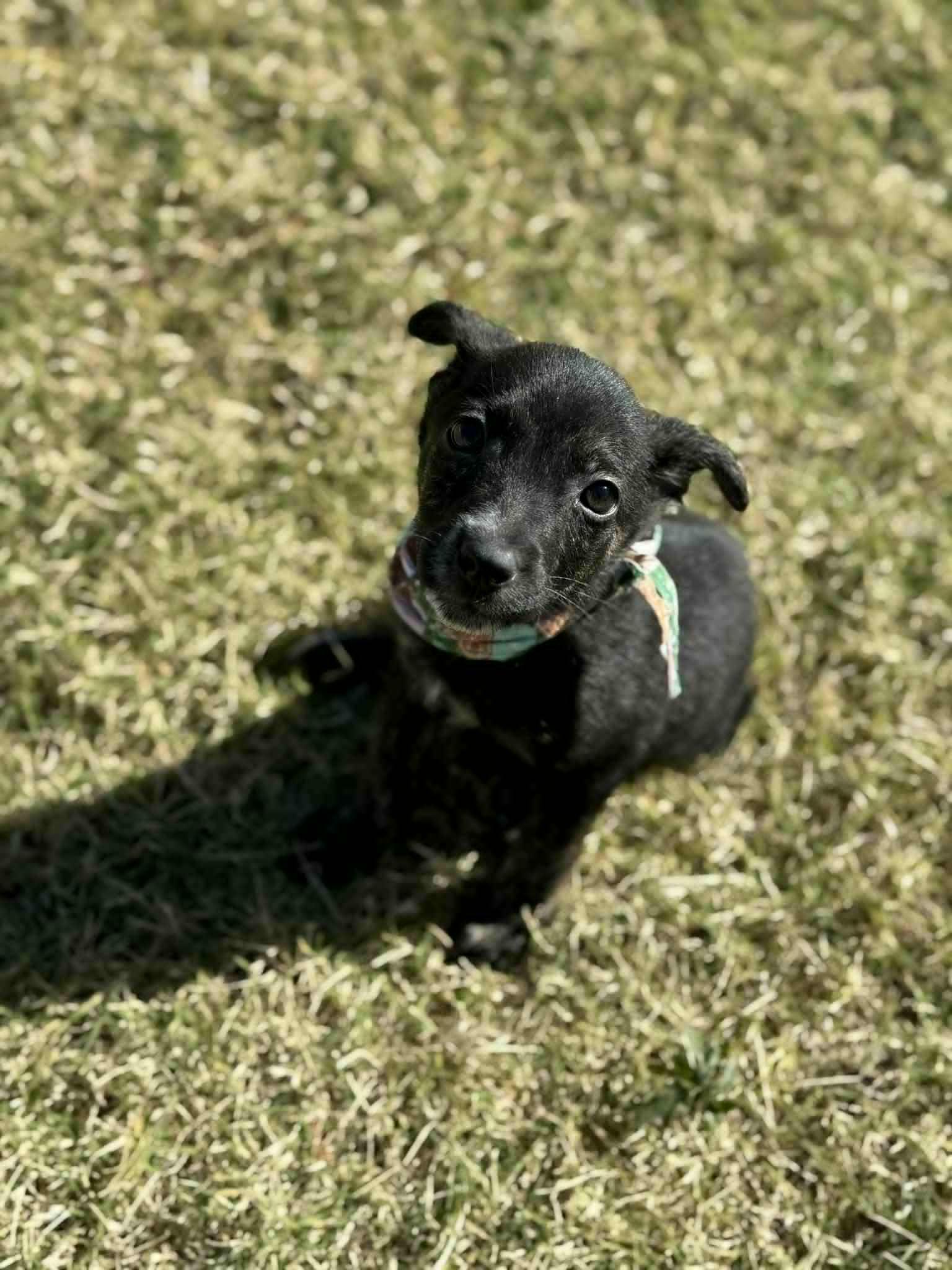 Pepper, Adoptable, Young Female German Shepherd Dog.