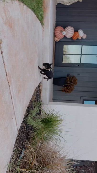 Enlarge Pepper, a Adoptable mixed breed in Piedmont, OK video 6/6