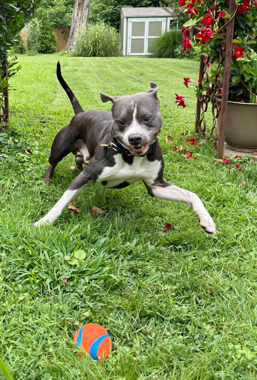 Enlarge Maximus, a ADOPTABLE Pit Bull Terrier in Louisville, KY image 5/5