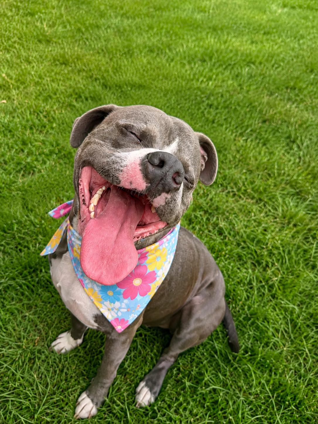 Maximus, ADOPTABLE, Young Male Pit Bull Terrier.
