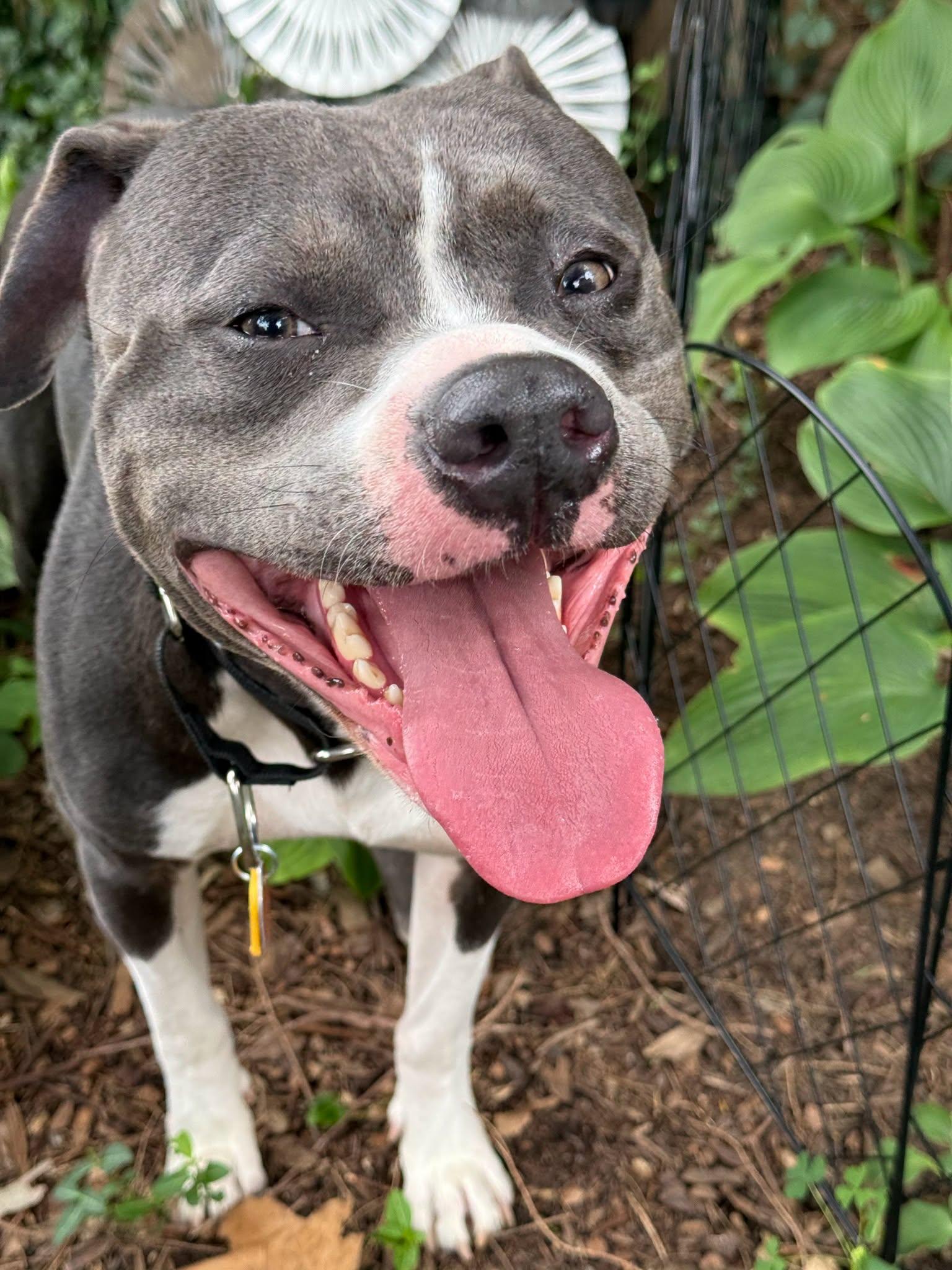 Enlarge Maximus, a ADOPTABLE Pit Bull Terrier in Louisville, KY image 3/5