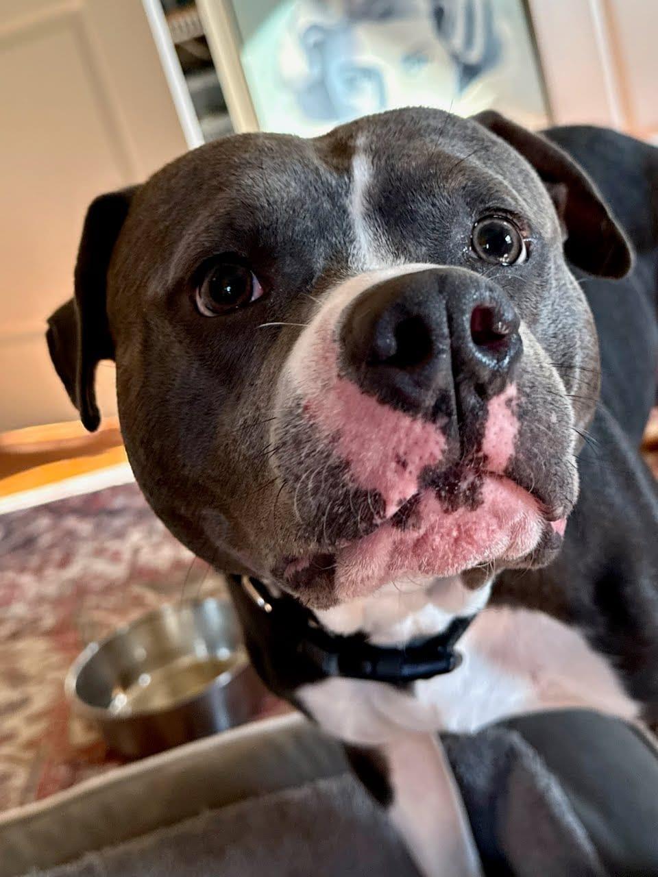 Enlarge Maximus, a ADOPTABLE Pit Bull Terrier in Louisville, KY image 4/5
