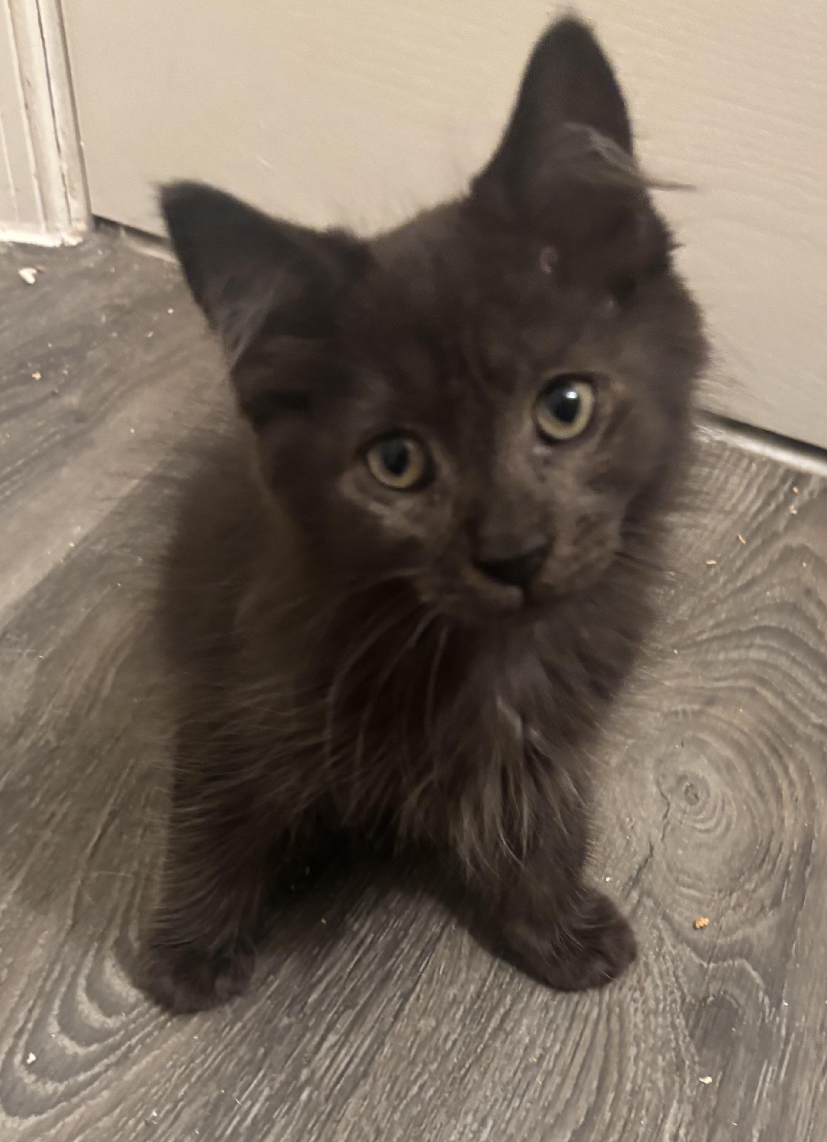 Phantom & Vader, a Adoptable Domestic Medium Hair in Beltsville, MD image 2/6