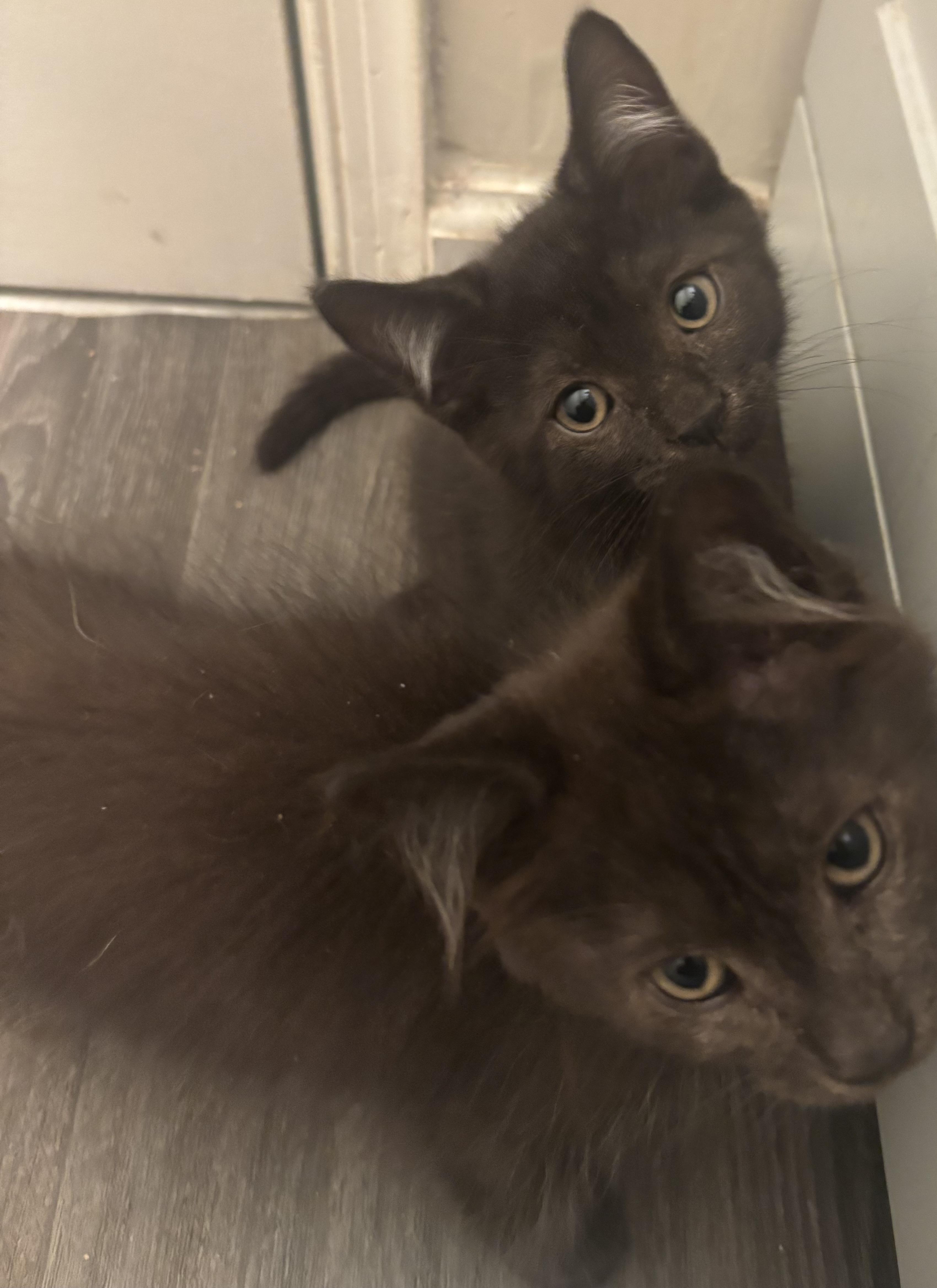 Phantom & Vader, a Adoptable Domestic Medium Hair in Beltsville, MD image 4/6