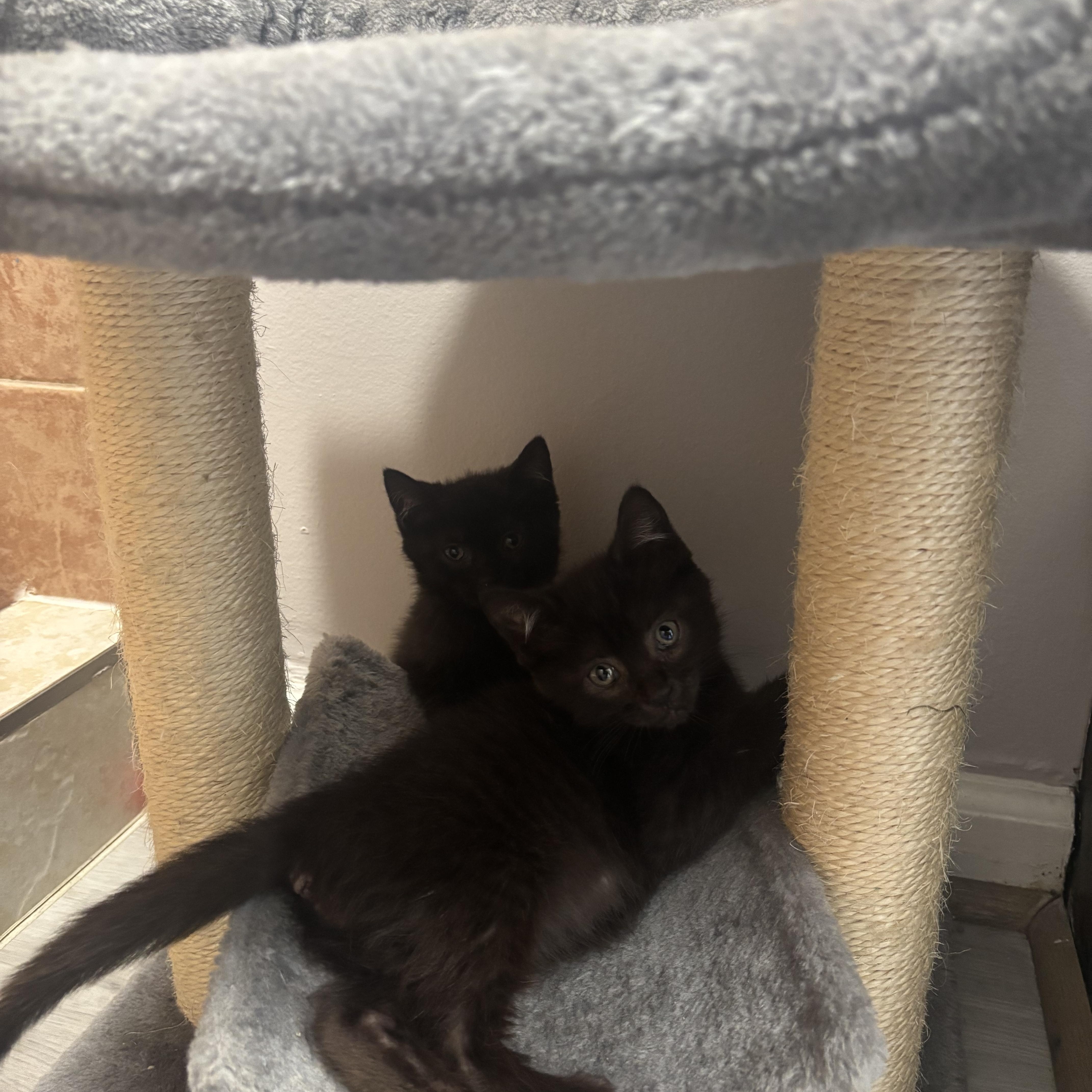 Phantom & Vader, a Adoptable Domestic Medium Hair in Beltsville, MD image 6/6
