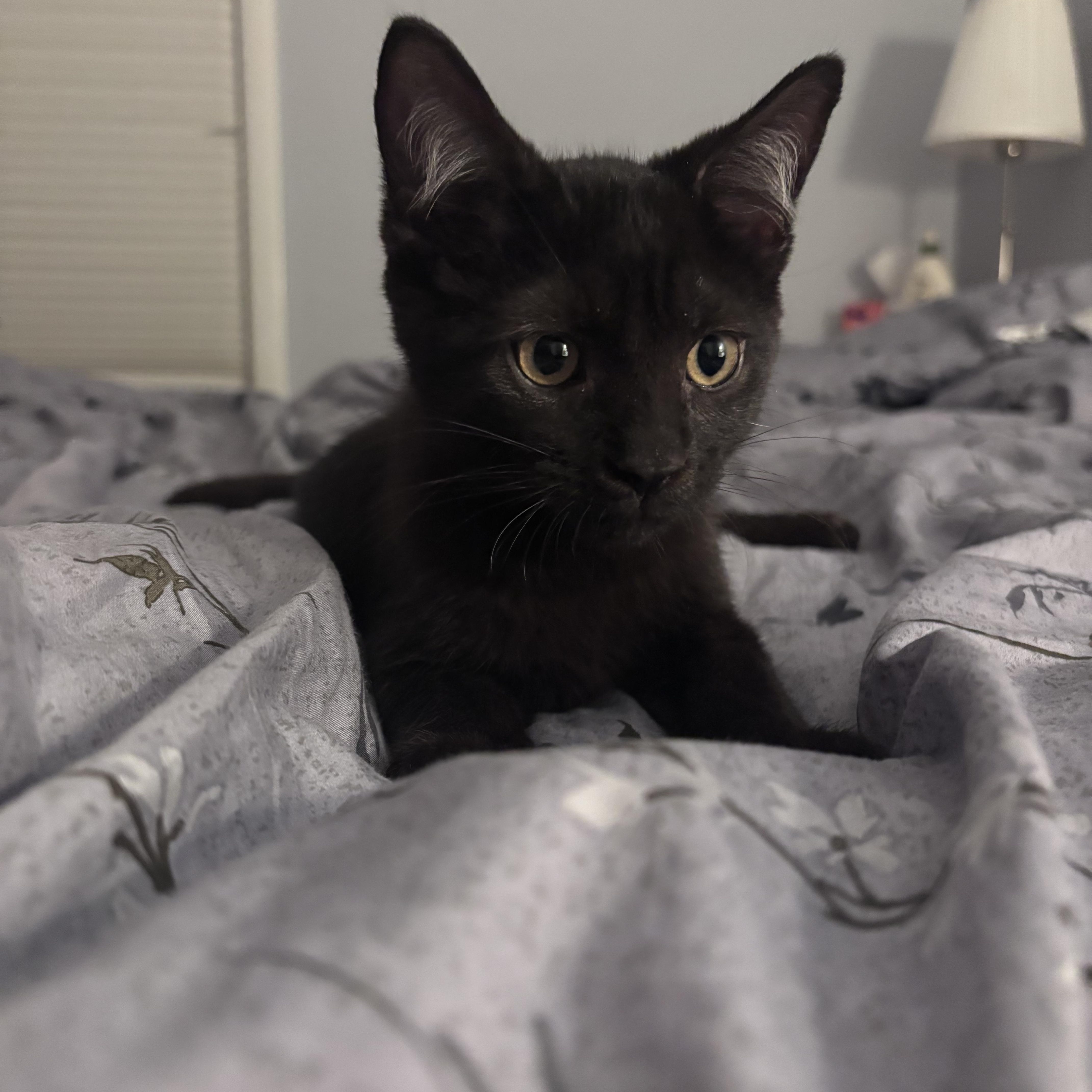 Enlarge Phantom & Vader, a Adoptable Domestic Medium Hair in Beltsville, MD image 3/6