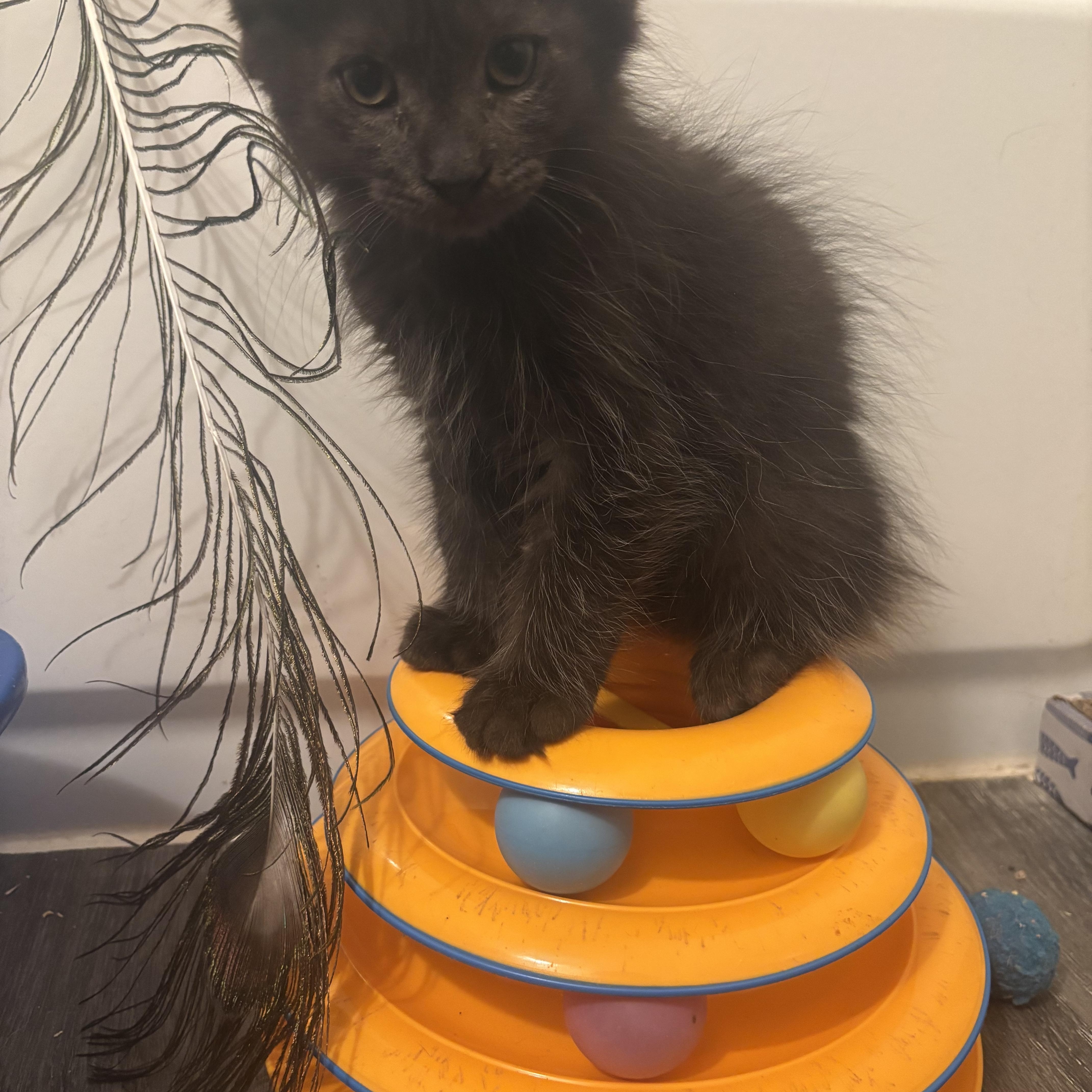 Phantom & Vader, a Adoptable Domestic Medium Hair in Beltsville, MD image 5/6