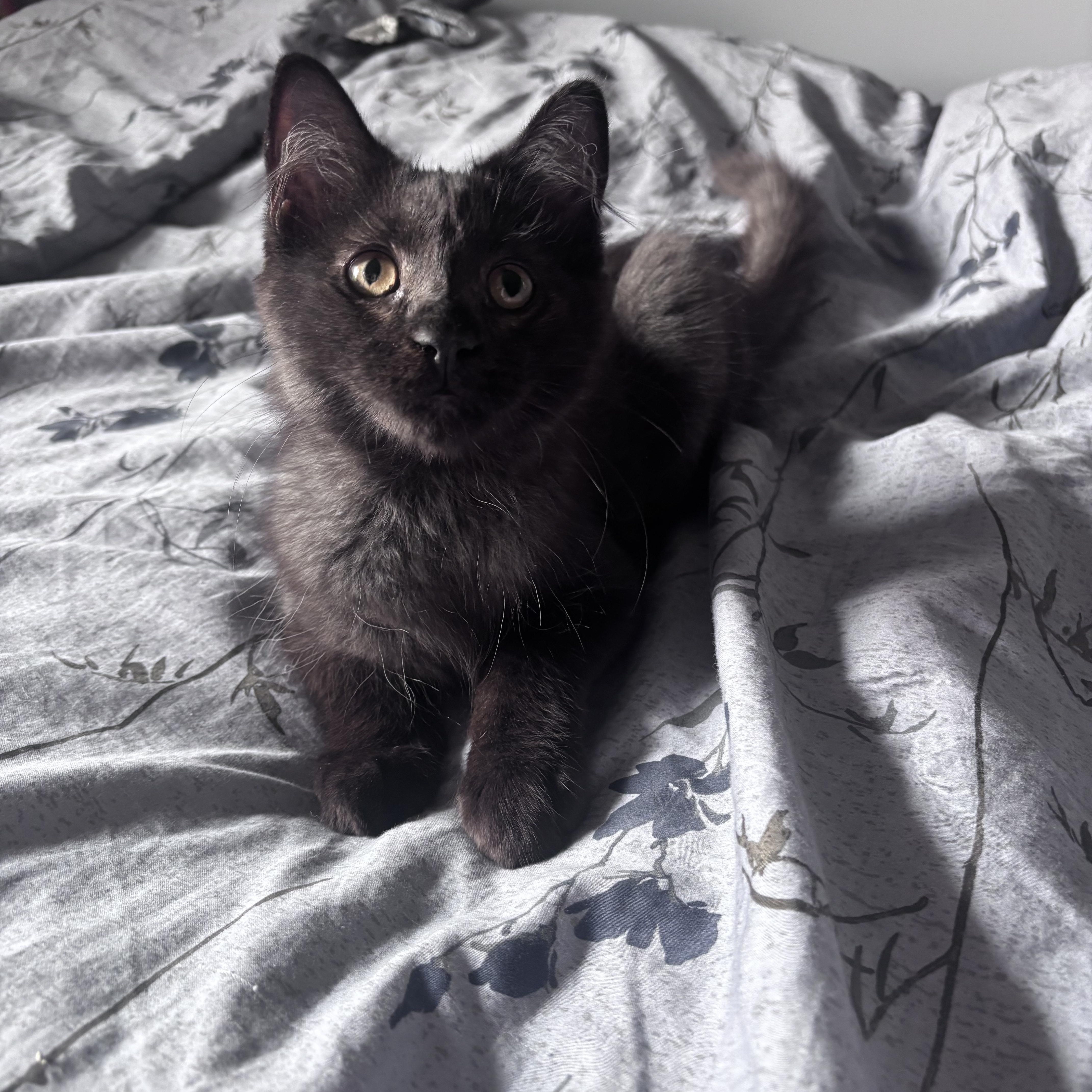 Enlarge Phantom & Vader, a Adoptable Domestic Medium Hair in Beltsville, MD image 2/6