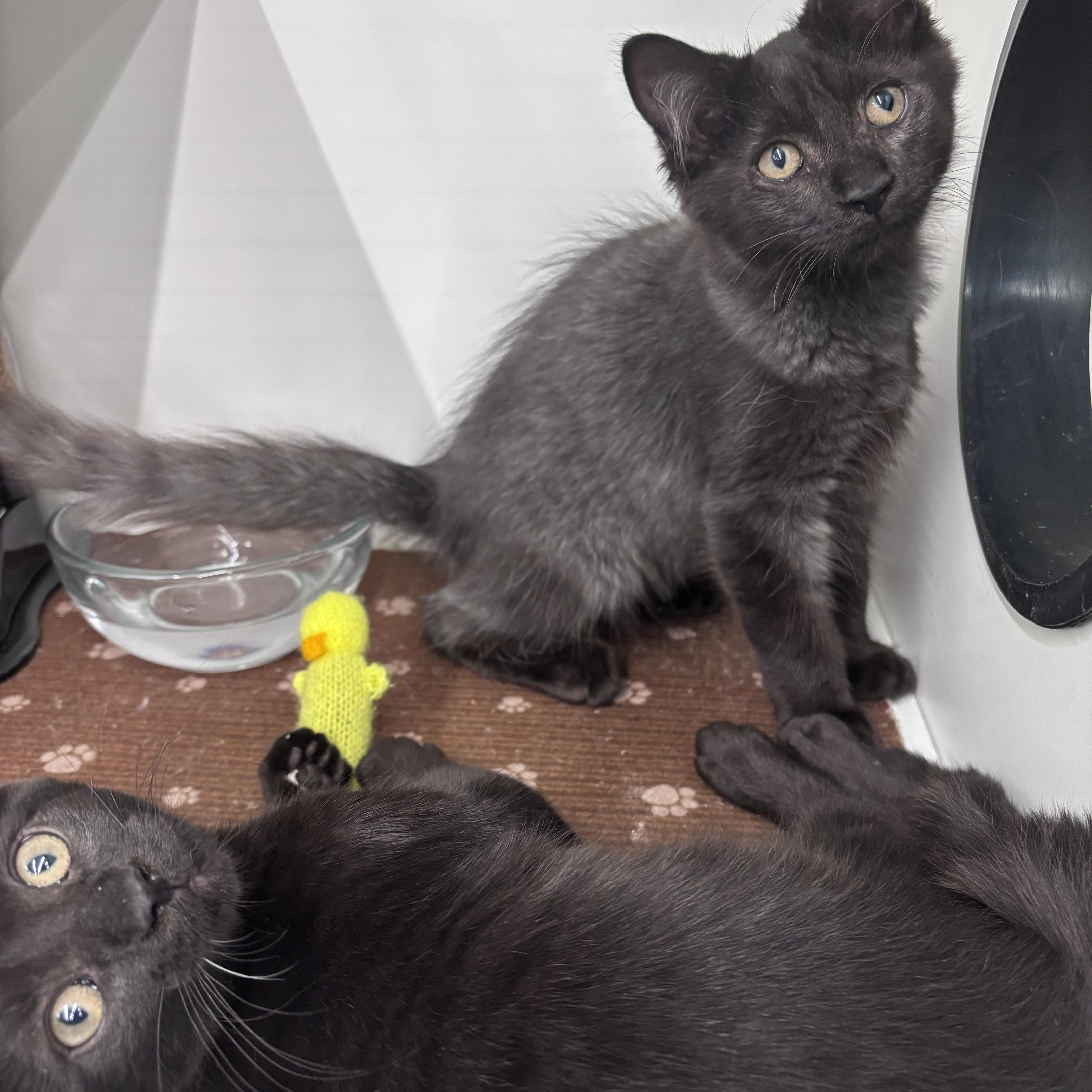 Phantom & Vader, Adoptable, Kitten Male Domestic Medium Hair.