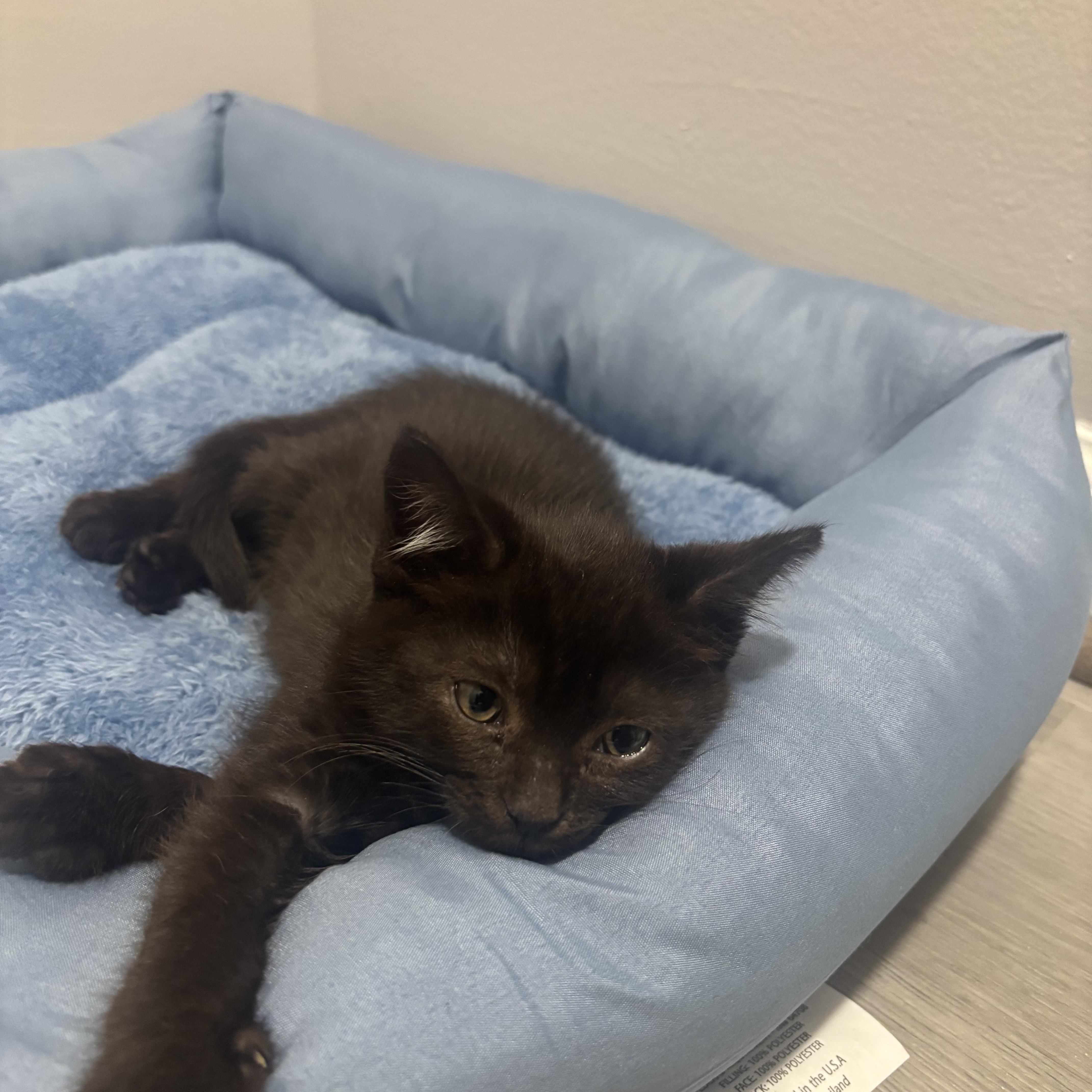 Phantom & Vader, a Adoptable Domestic Medium Hair in Beltsville, MD image 3/6