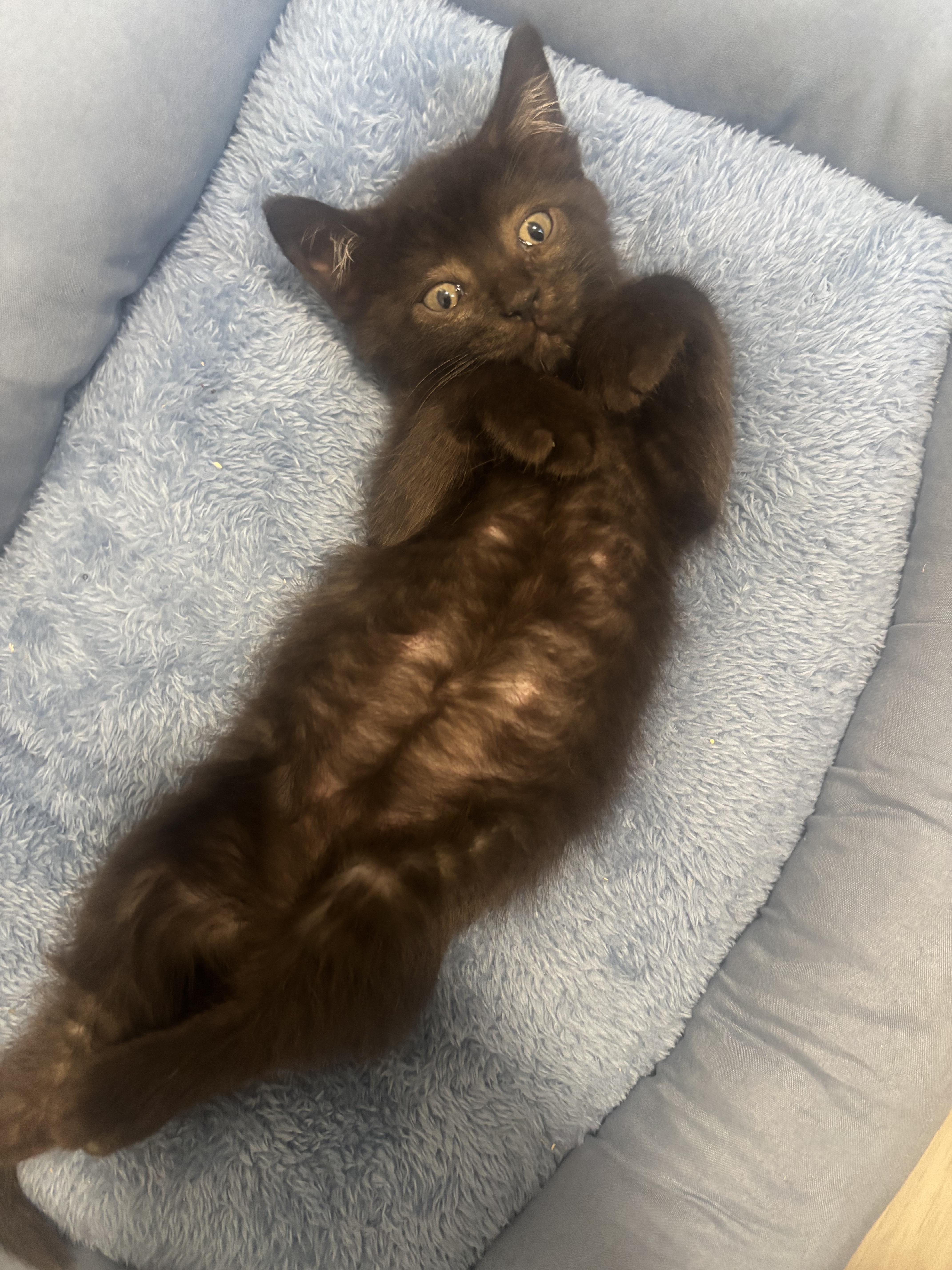 Phantom & Vader, Adoptable, Kitten Male Domestic Medium Hair.