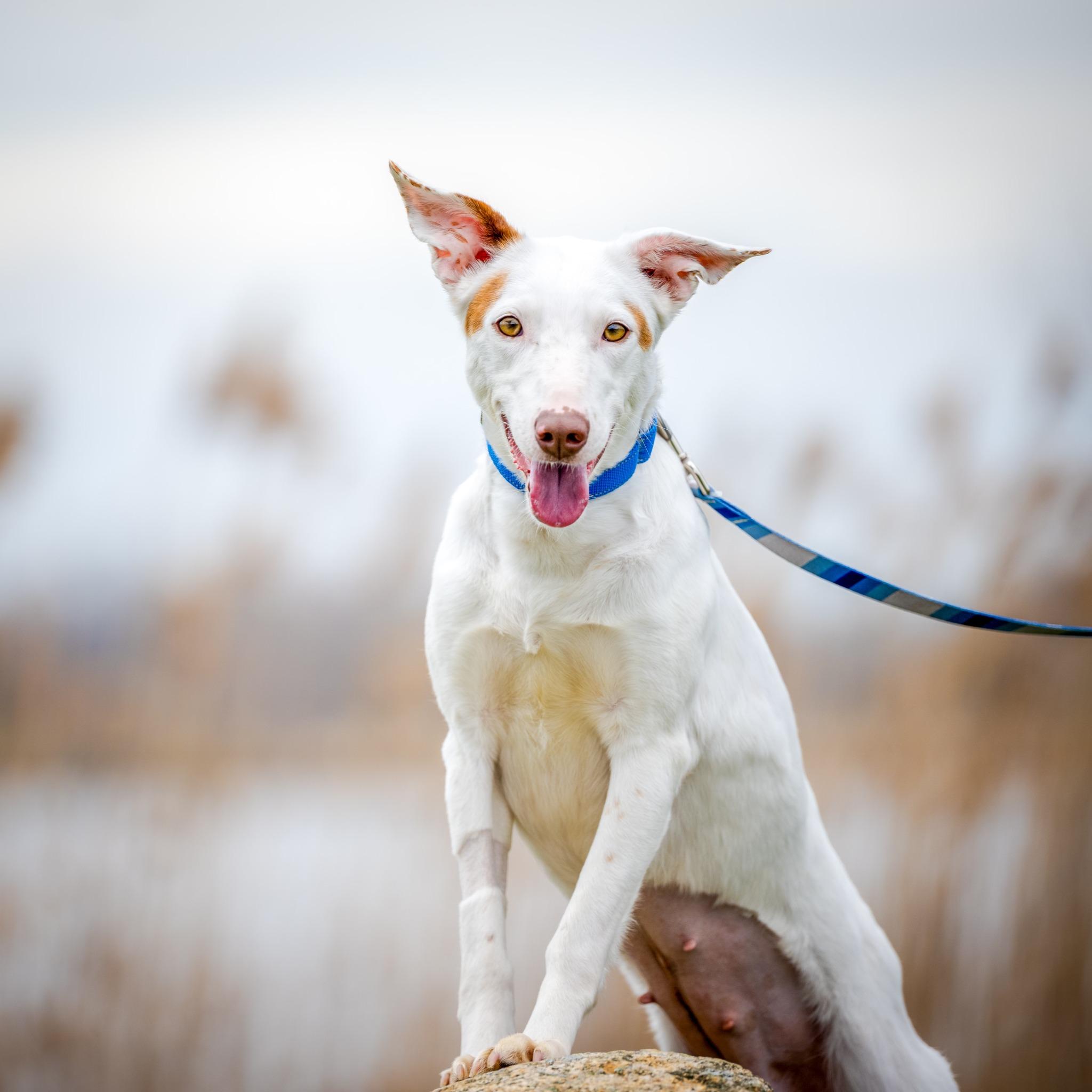 Vixie, Adoptable, Young Female Portuguese Podengo & Greyhound.