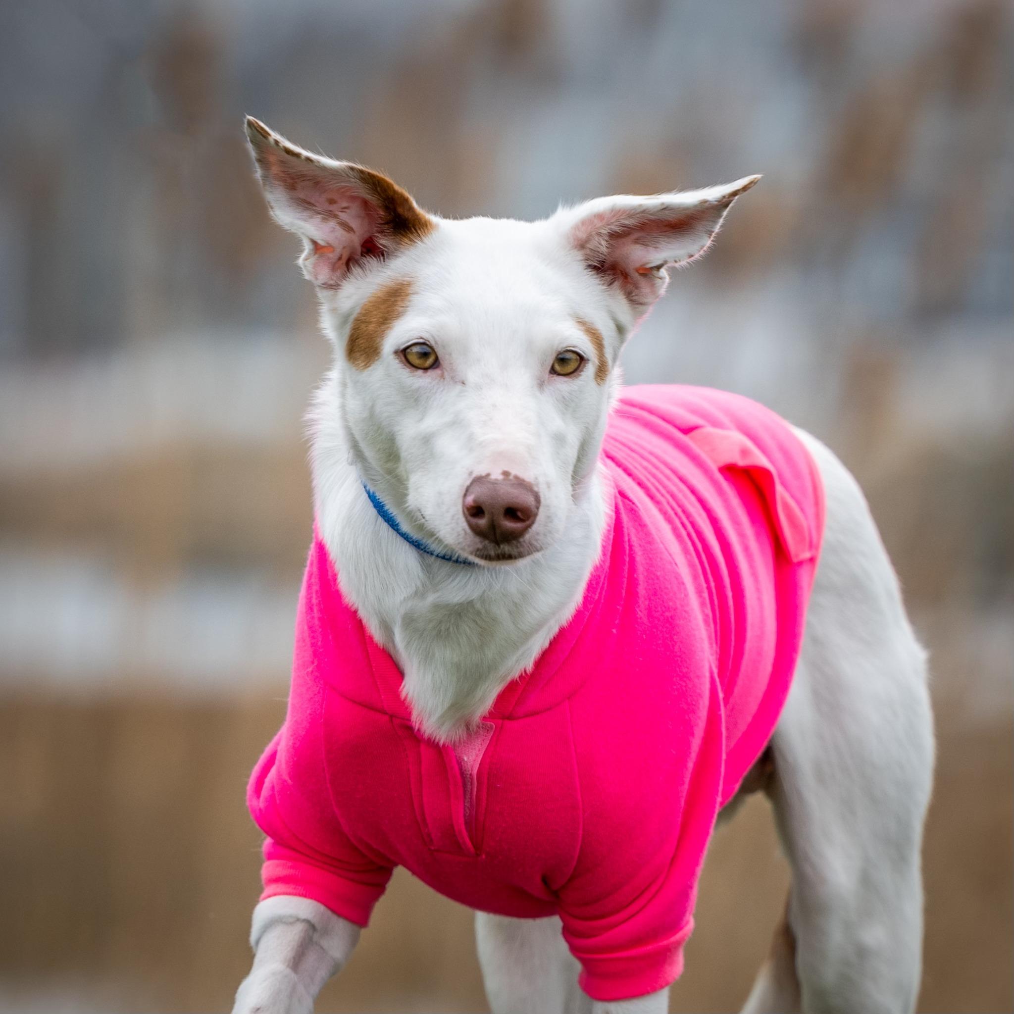 Enlarge Vixie, a Adoptable mixed breed in HANSON, MA image 2/3