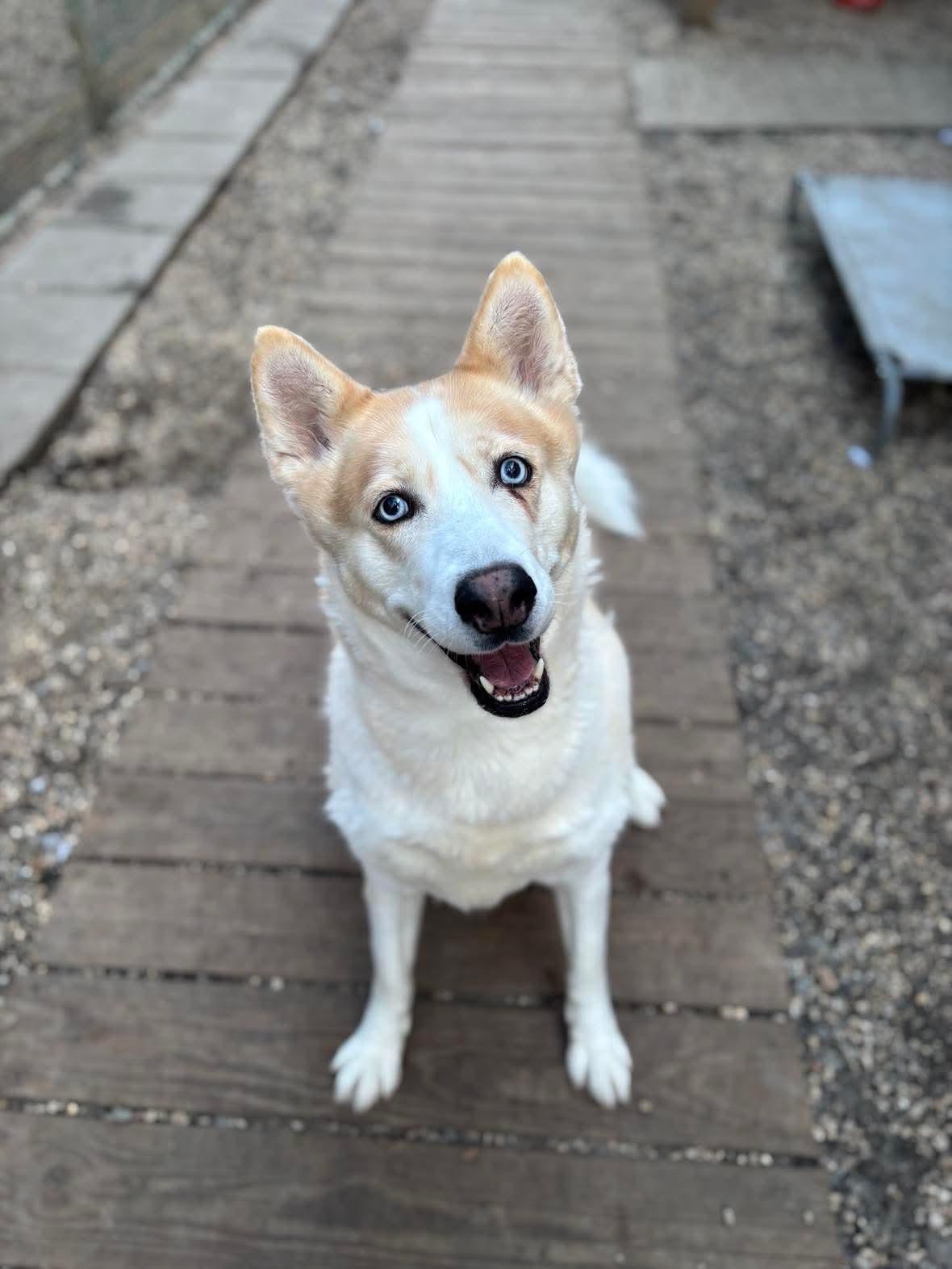 Icelynn, Adoptable, Adult Female Siberian Husky.