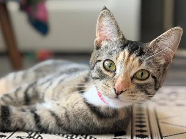 Beebee, Adoptable, Young Female Domestic Short Hair.