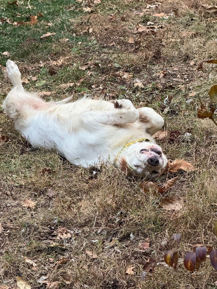 Enlarge Available - Grady, a Adoptable English Setter in Waynesboro, VA image 2/6