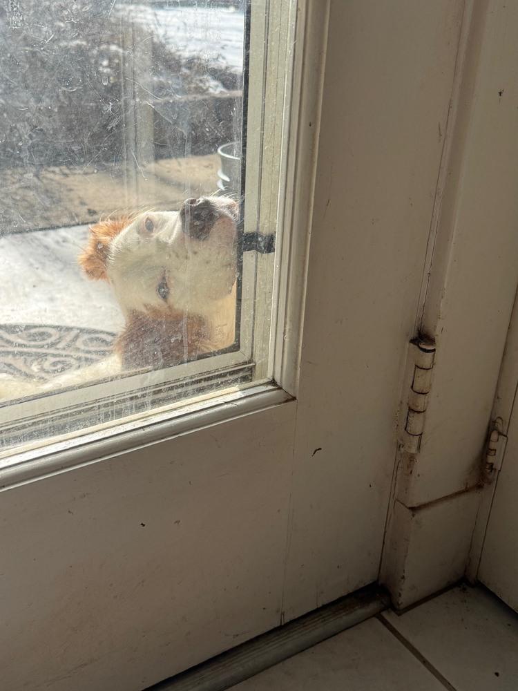 Available - Grady, Adoptable, Adult Male English Setter.