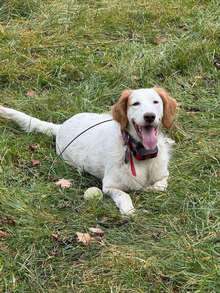 Enlarge Available - Grady, a Adoptable English Setter in Waynesboro, VA image 2/6