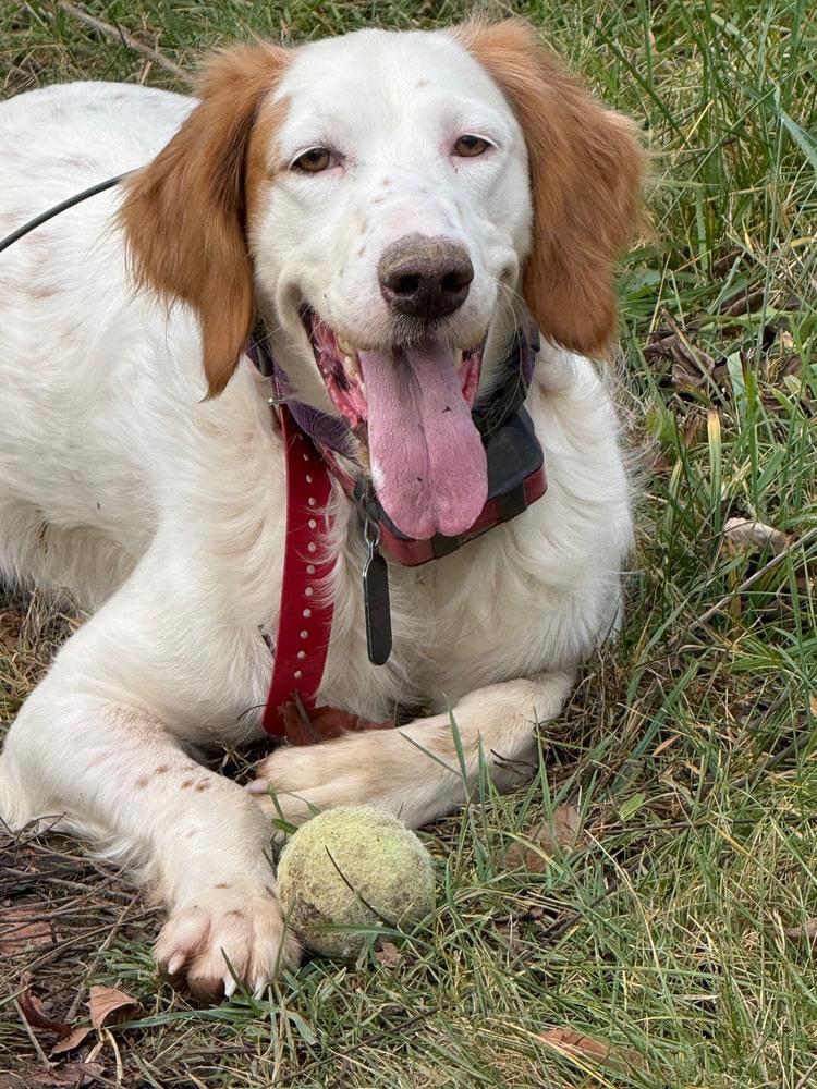 Enlarge Available - Grady, a Adoptable English Setter in Waynesboro, VA image 3/6