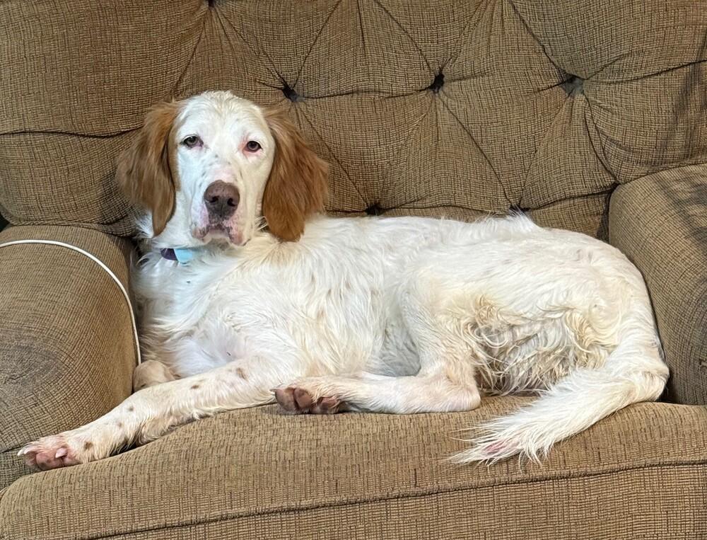 Enlarge Available - Grady, a Adoptable English Setter in Waynesboro, VA image 4/6